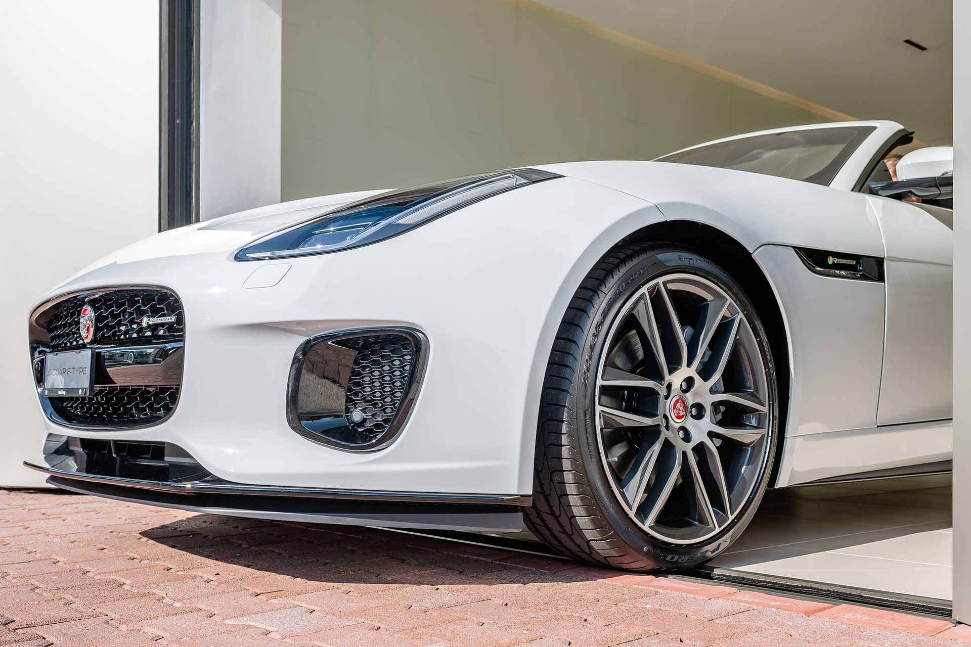 Releasing the jaguar into the wild.